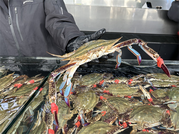 （待審核）面朝大海，丹東經濟破浪前行_fororder_遼寧行-張桐3